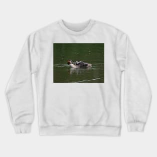 Great Crested Grebe Crewneck Sweatshirt